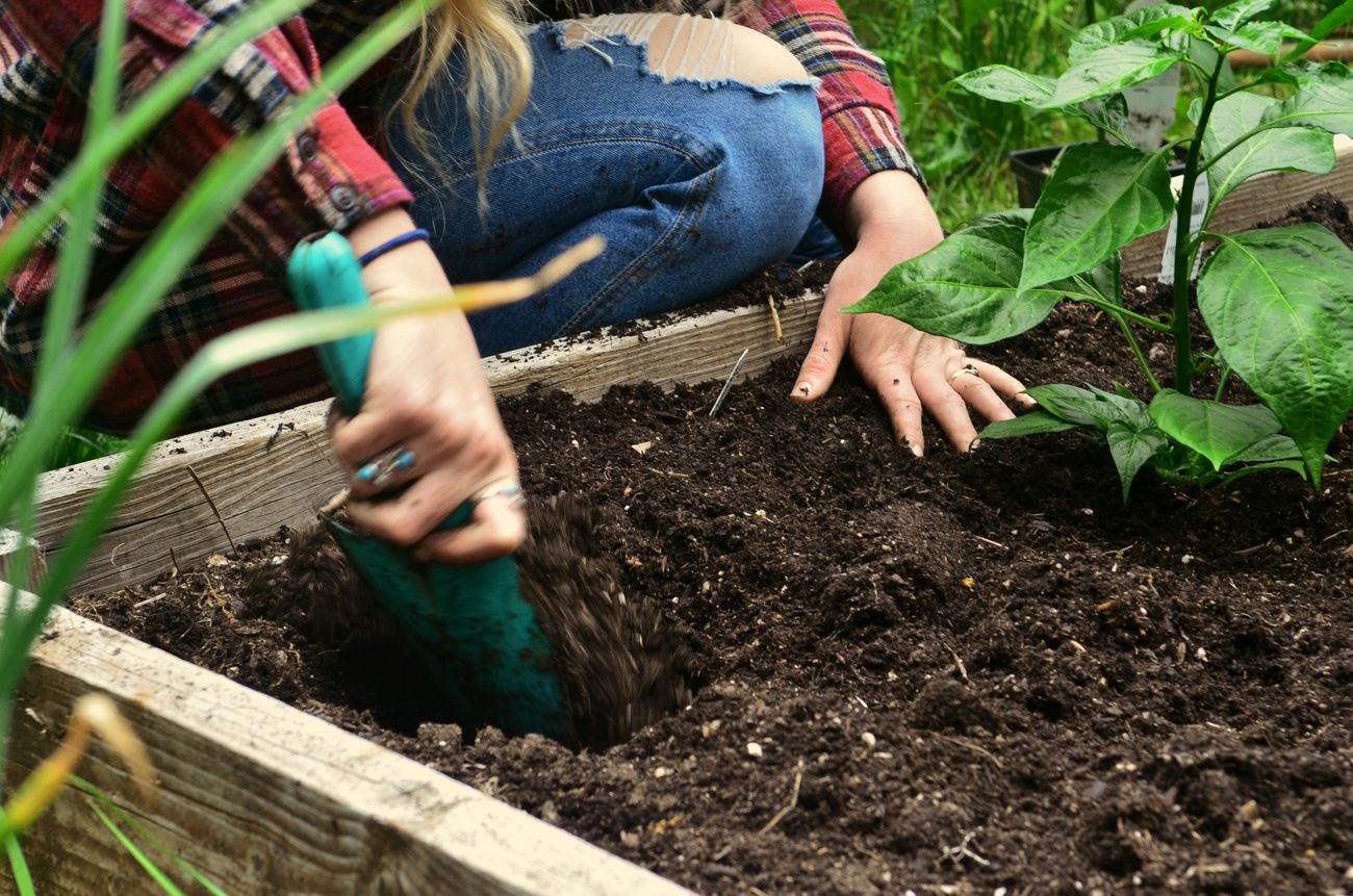 A gardener planting a pepper seedling in a wooden raised bed