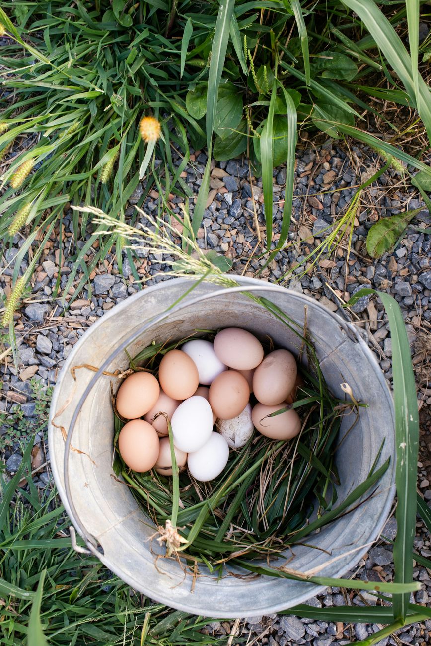 A metal pail of freshly collected eggs resting on grass