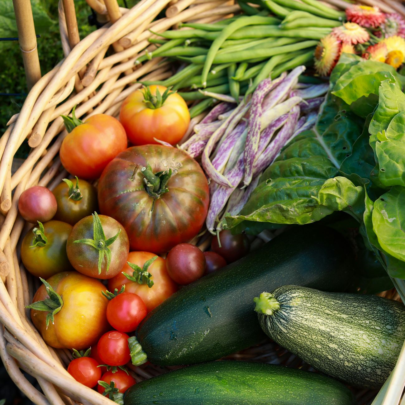 A late-summer harvest basket of heirloom tomatoes, green and speckled beans, zucchini and chard