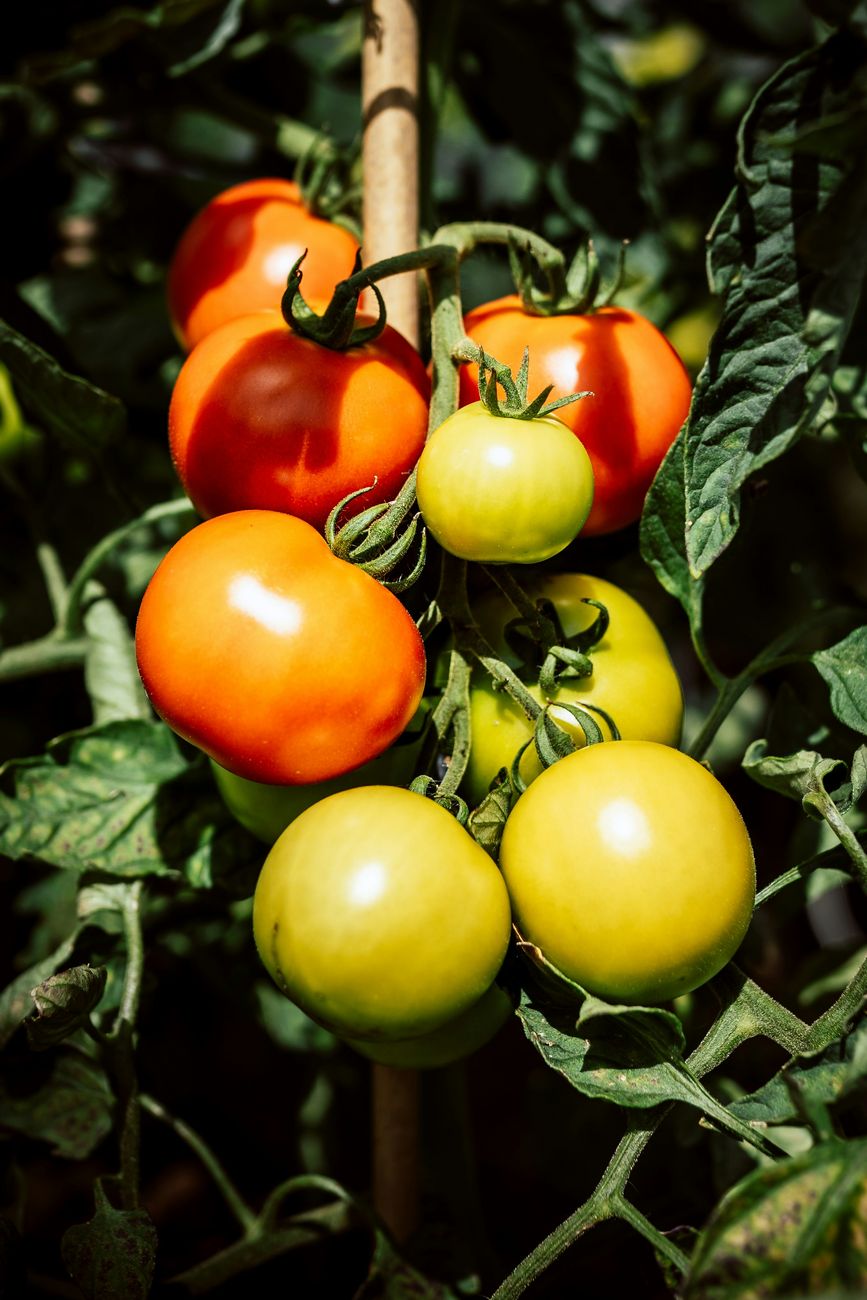 Tomatoes ripening from green to red on a staked vine